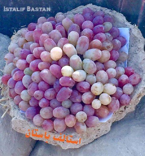 Preserved in a way of 1 - 0 - 2, grapes stay fresh for half a year-2
