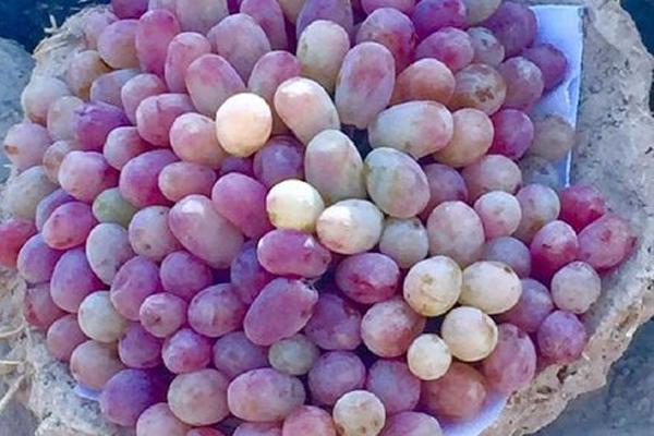 Preserved in a 1 – 0 – 2 way, grapes stay fresh for half a year