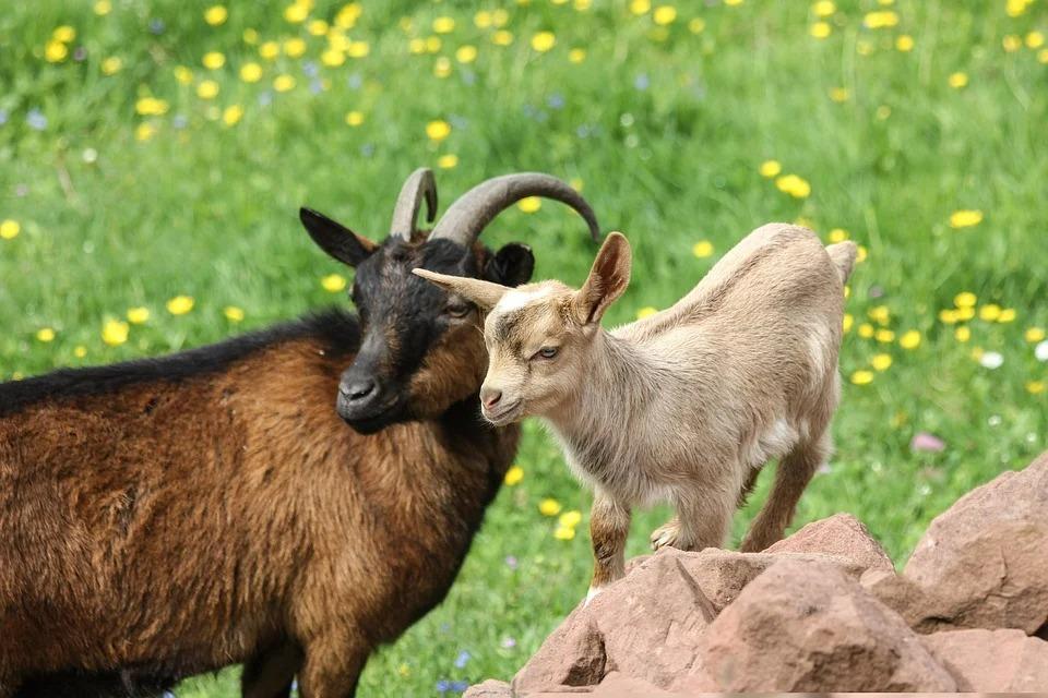 Goat people born in this lunar month are reliable, rich-2