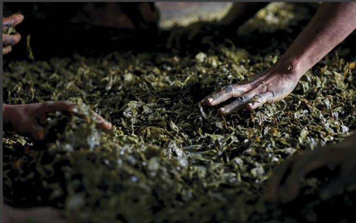 Lá trà không chỉ để uống, còn nấu thành món ăn độc lạ-2