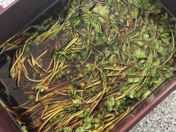 Người Hàn chế biến rau mùi hoàn toàn lạ lẫm với ẩm thực Việt Nam-8