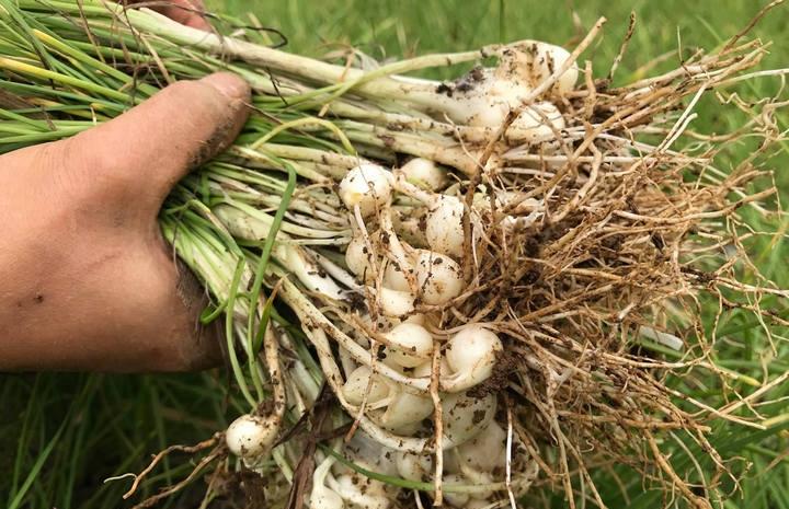 7 loại hành khác nhau nhưng rất ít người biết cách dùng từng loại-6