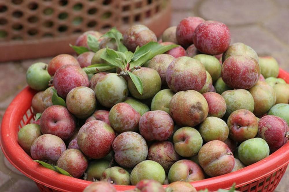 Eat plums, remember to do 5 things to avoid heat, pimples and urticaria-1