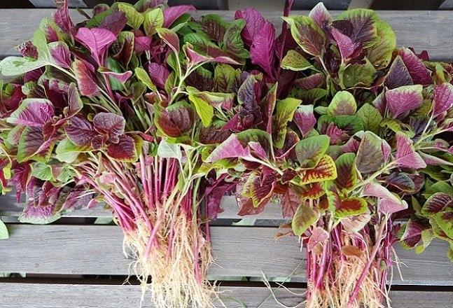 4 loại rau đại bổ quý như nhân sâm, bán đầy chợ ai cũng mua được-1