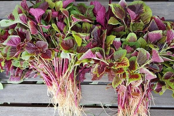 Loại rau gia vị ở Việt Nam mọc um tùm, sang nước ngoài thành của hiếm-7