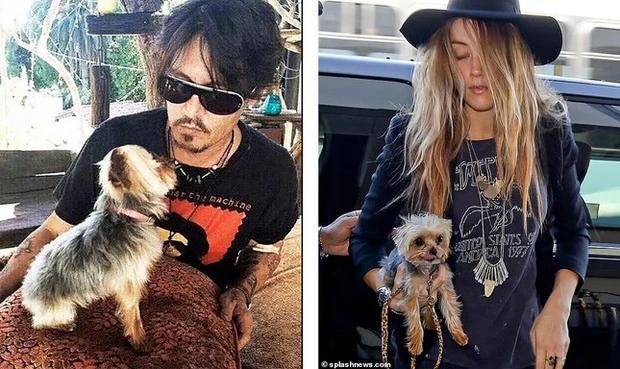 Amber Heard phủ nhận đại tiện trên giường ngủ-2