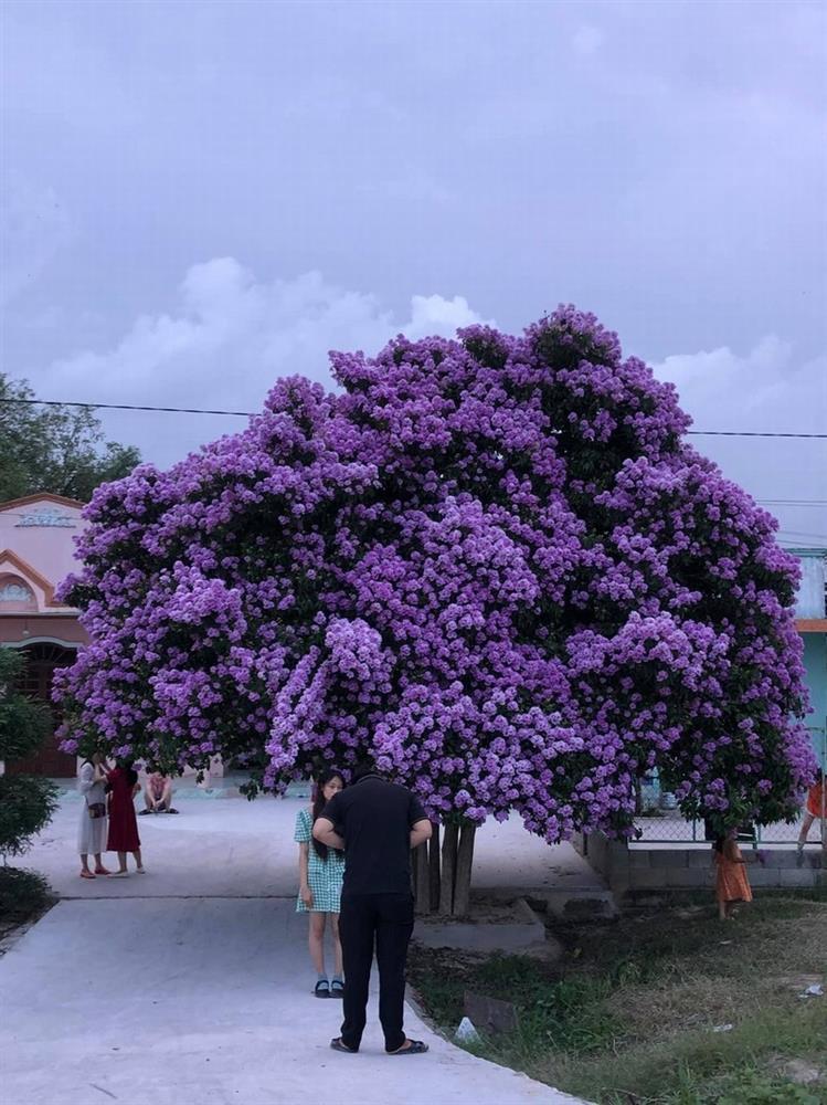 Cây bằng lăng khổng lồ đẹp nhất Việt Nam đang nở hoa tím rợp trời ...