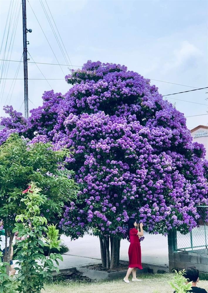 Cây bằng lăng khổng lồ đẹp nhất Việt Nam đang nở hoa tím rợp trời-2