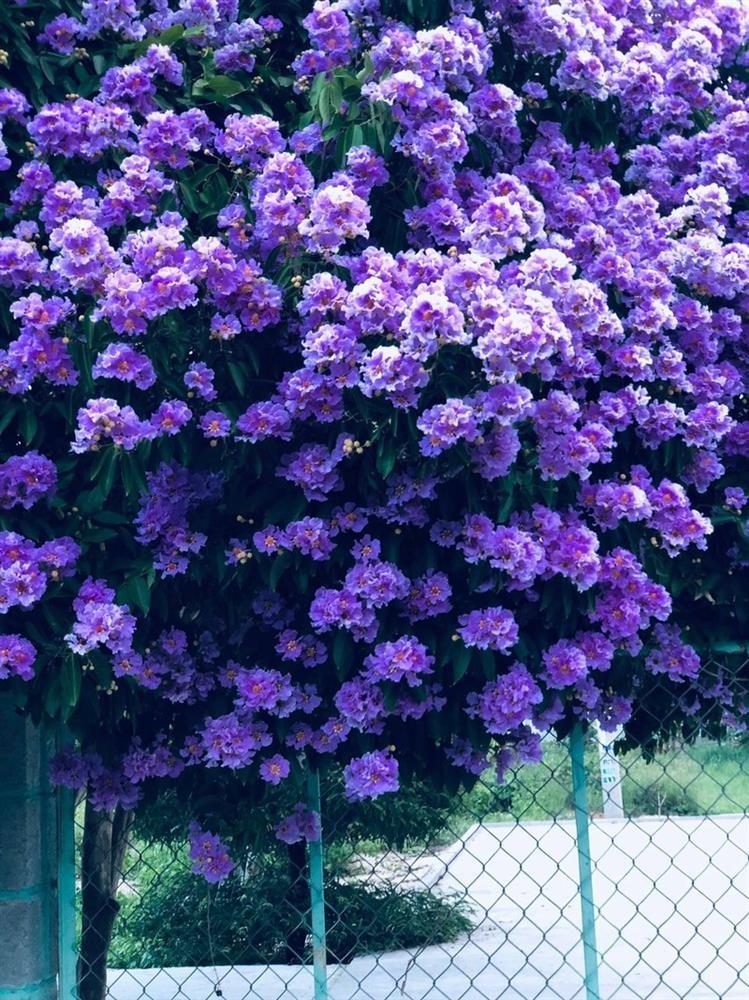 Cây bằng lăng khổng lồ đẹp nhất Việt Nam đang nở hoa tím rợp trời-3