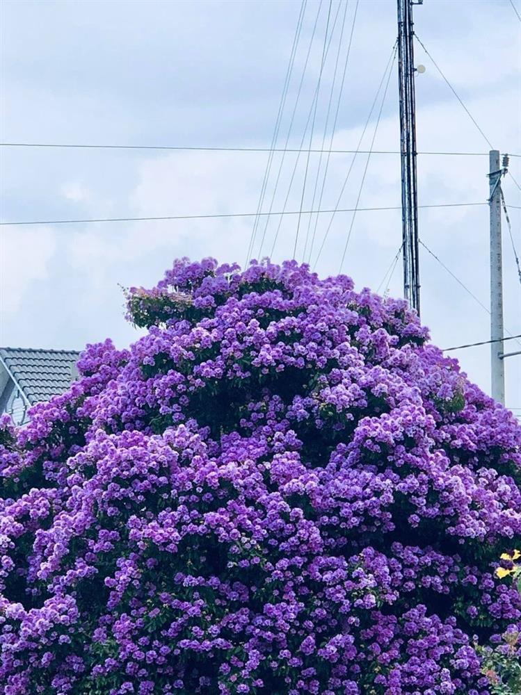Cây bằng lăng khổng lồ đẹp nhất Việt Nam đang nở hoa tím rợp trời-4