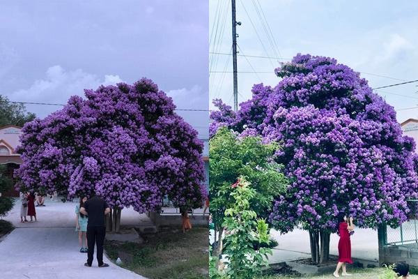 Hoa bằng lăng nhuộm tím phố phường Hạ Long-9
