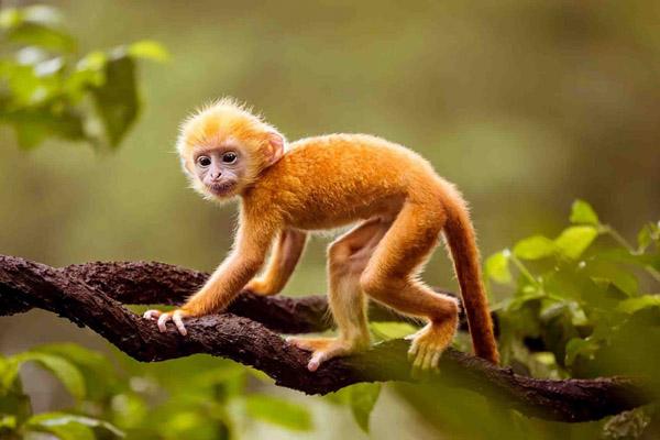 Phụ nữ thuộc 3 con giáp này càng về già càng giàu có-4