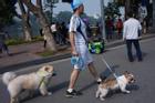 Cố tình dắt thú cưng, mang loa kéo vào phố đi bộ Hồ Gươm bị xử lý thế nào?