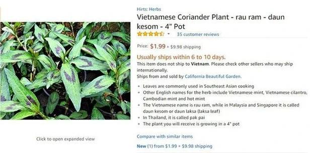 Loại rau gia vị ở Việt Nam mọc um tùm, sang nước ngoài thành của hiếm-2