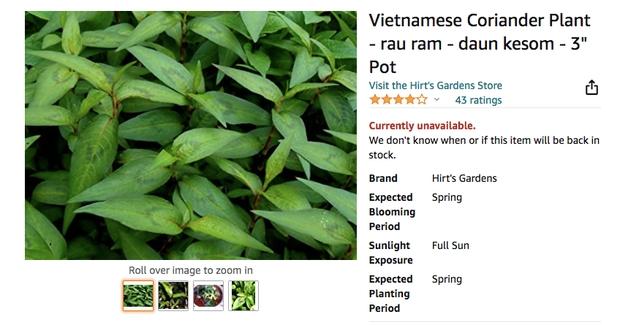 Loại rau gia vị ở Việt Nam mọc um tùm, sang nước ngoài thành của hiếm-3