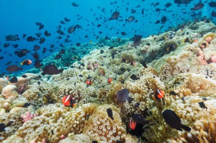 Kinh ngạc 3 cái nhất tại quốc gia Timor Leste ít người biết đến-6