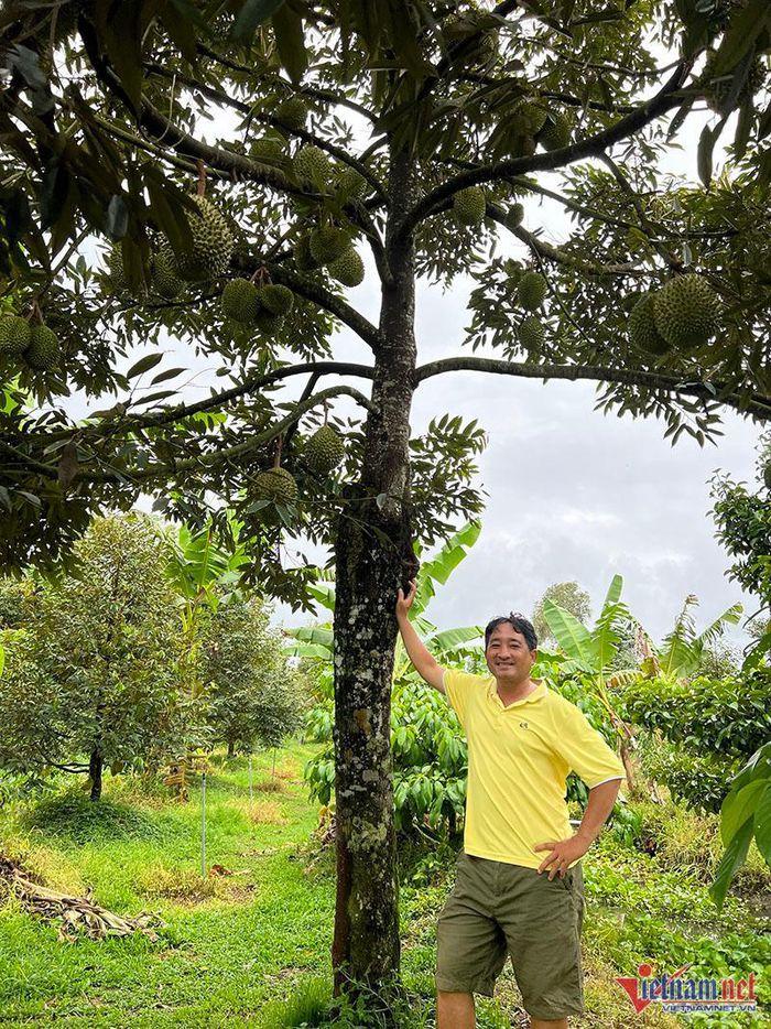 Khu vườn sầu riêng Musang King chờ chín rụng bán 3 triệu/quả-2
