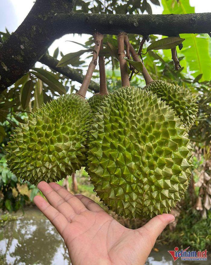 Khu vườn sầu riêng Musang King chờ chín rụng bán 3 triệu/quả-3