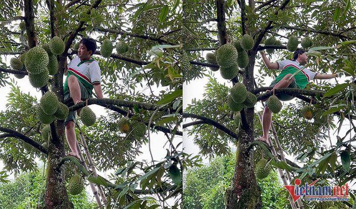 Khu vườn sầu riêng Musang King chờ chín rụng bán 3 triệu/quả-4