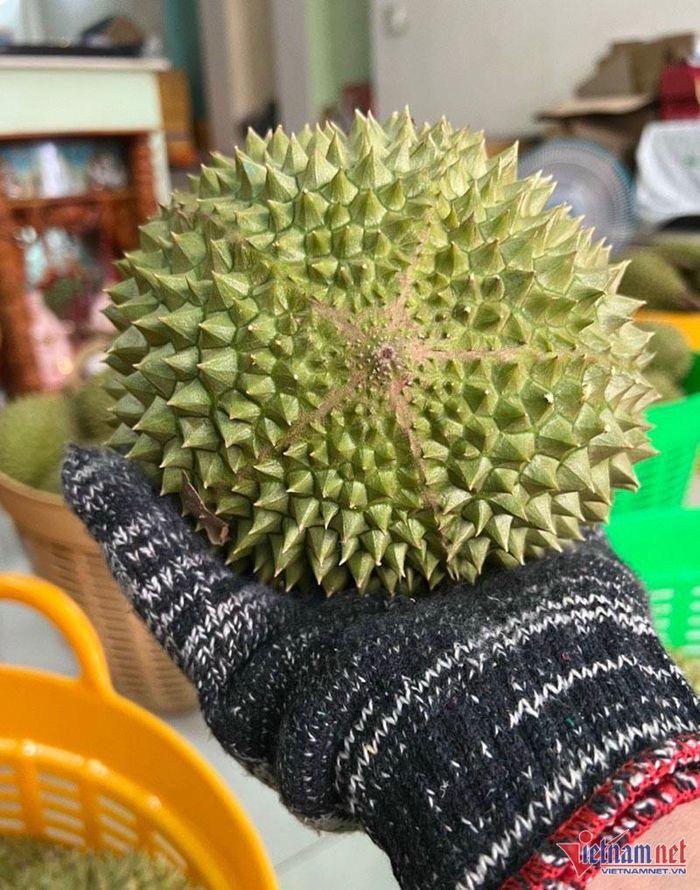 Khu vườn sầu riêng Musang King chờ chín rụng bán 3 triệu/quả-5