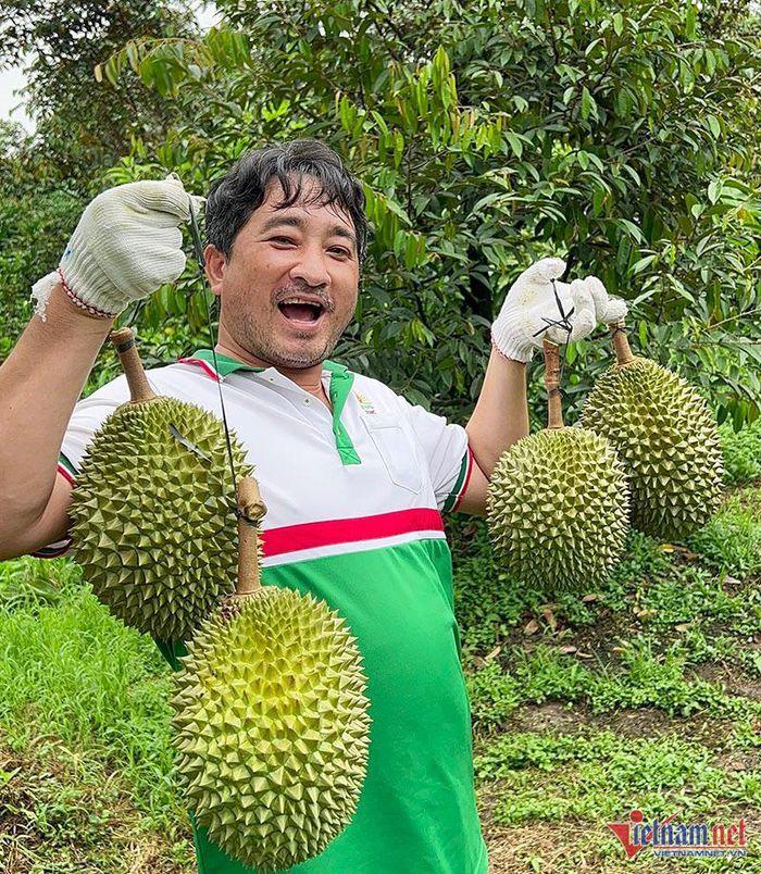 Khu vườn sầu riêng Musang King chờ chín rụng bán 3 triệu/quả-6