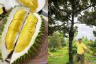 Khu vườn sầu riêng Musang King chờ chín rụng bán 3 triệu/quả