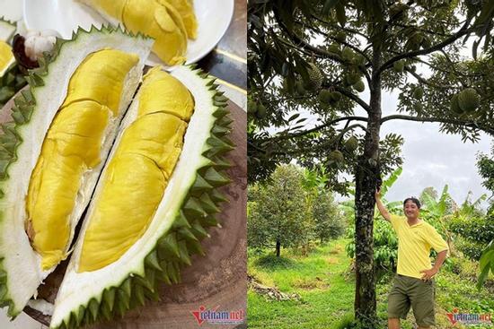 Khu vườn sầu riêng Musang King chờ chín rụng bán 3 triệu/quả