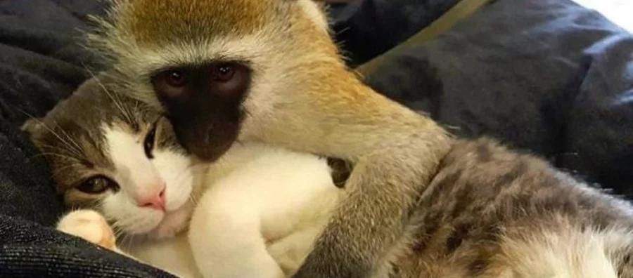 Vận mệnh thăng hoa, 3 con giáp quý nhân chỉ điểm, gặp thời vượng phát-1