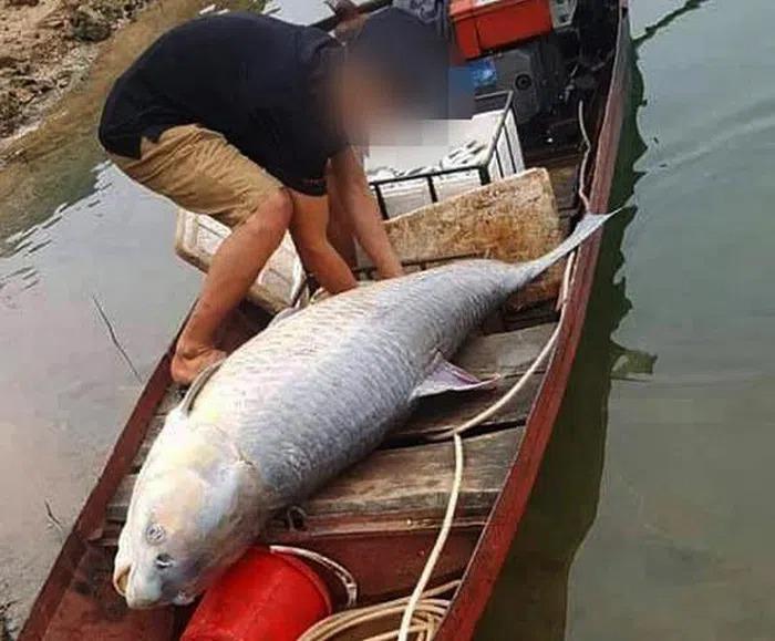 Những lần cá khủng sa lưới ngư dân Việt khiến dư luận ngỡ ngàng-2