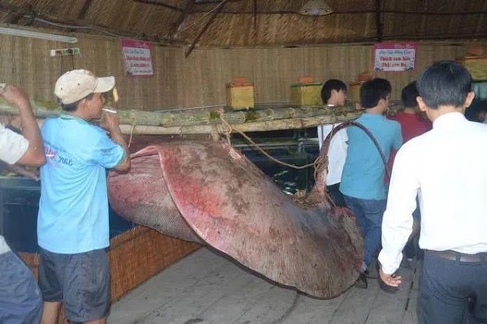 Những lần cá khủng sa lưới ngư dân Việt khiến dư luận ngỡ ngàng-3