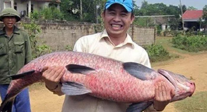Những lần cá khủng sa lưới ngư dân Việt khiến dư luận ngỡ ngàng-5