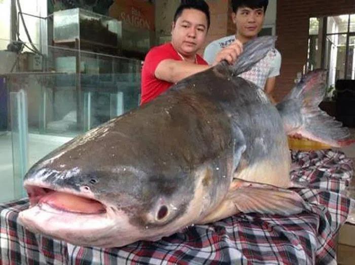 Những lần cá khủng sa lưới ngư dân Việt khiến dư luận ngỡ ngàng-7