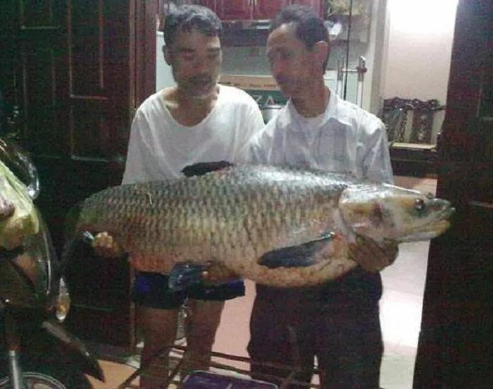 Những lần cá khủng sa lưới ngư dân Việt khiến dư luận ngỡ ngàng-8