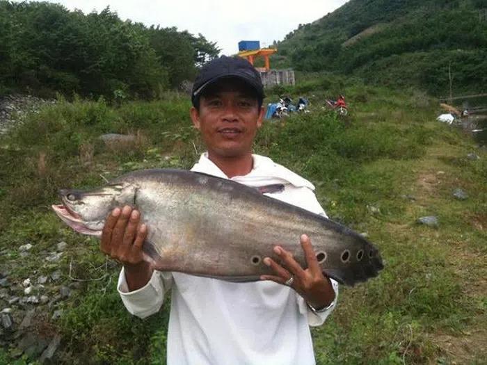 Những lần cá khủng sa lưới ngư dân Việt khiến dư luận ngỡ ngàng-9