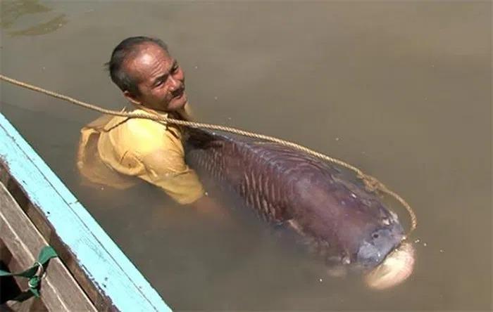 Những lần cá khủng sa lưới ngư dân Việt khiến dư luận ngỡ ngàng-10