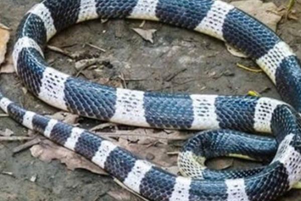 Clip: Bé Na vào tiệm nail chơi, chủ quán sợ nhảy cả lên bàn-1