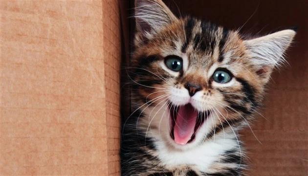 Bạn đã từng thấy chú mèo nhà hàng xóm của mình? Hãy xem bức ảnh ngộ nghĩnh này và cười thoải mái cùng với cậu nhóc lông lá đáng yêu này.