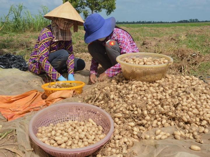 Loại củ giải nhiệt có tên lạ đời, được người Sài Gòn săn tìm mùa nóng-4