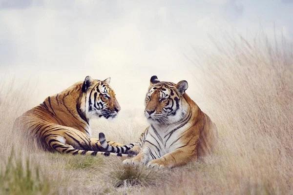 Nét quý tướng bàn tay phụ nữ có vận tiền tài, mang mệnh giàu sang-4