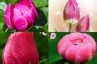 Trắc nghiệm tâm lý: Chọn một bông hoa để biết tin vui nào sẽ đến