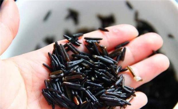 Loại rau chân dài mỹ nữ, chỉ Việt Nam và Trung Quốc mới trồng-1