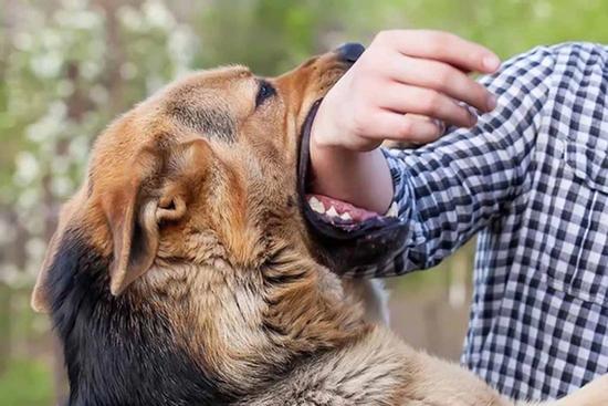 Bé trai tử vong vì chó dại cắn