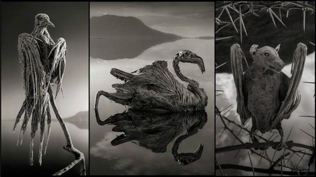 Hồ nước Tanzania sở hữu siêu năng lực biến sinh vật thành đá-6