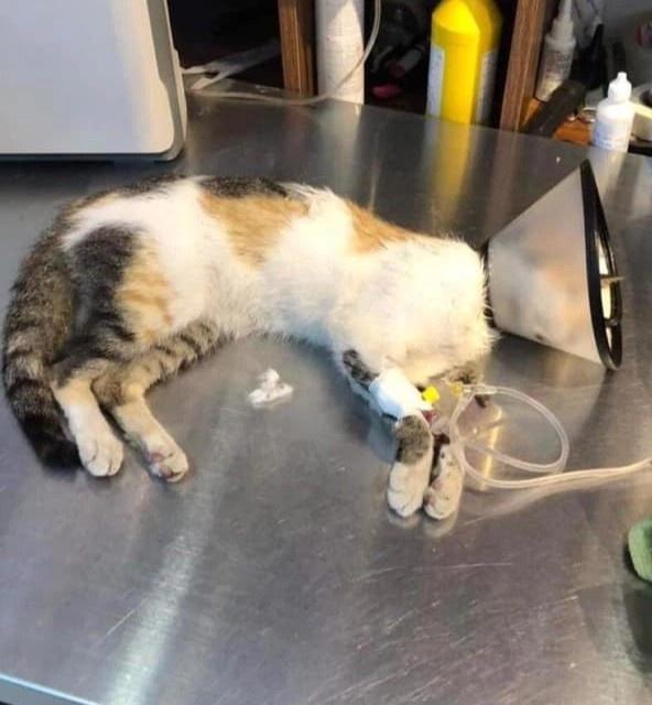 Hàng chục con mèo bị đánh bả ở chung cư quận 1, TP.HCM-1