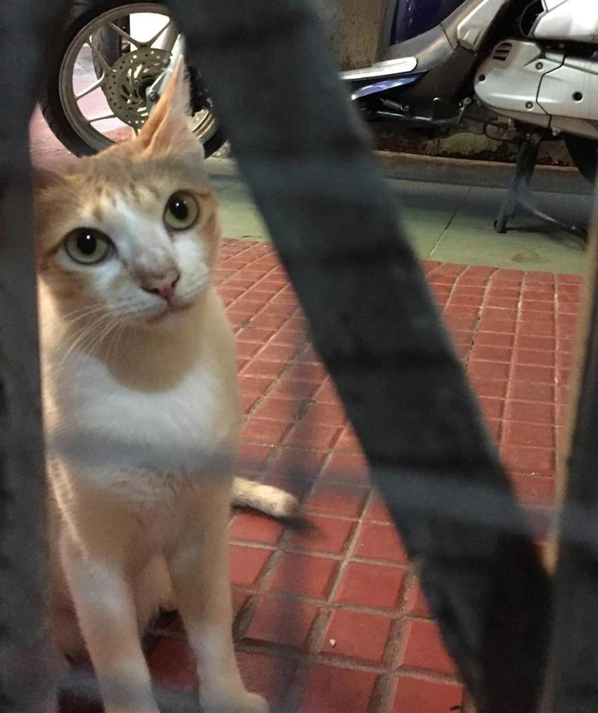 Hàng chục con mèo bị đánh bả ở chung cư quận 1, TP.HCM-2