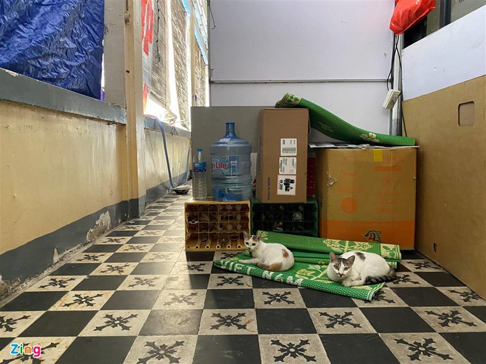 Hàng chục con mèo bị đánh bả ở chung cư quận 1, TP.HCM-3