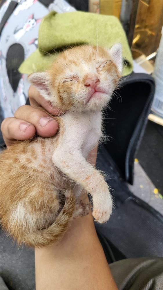 Hàng chục con mèo bị đánh bả ở chung cư quận 1, TP.HCM-4