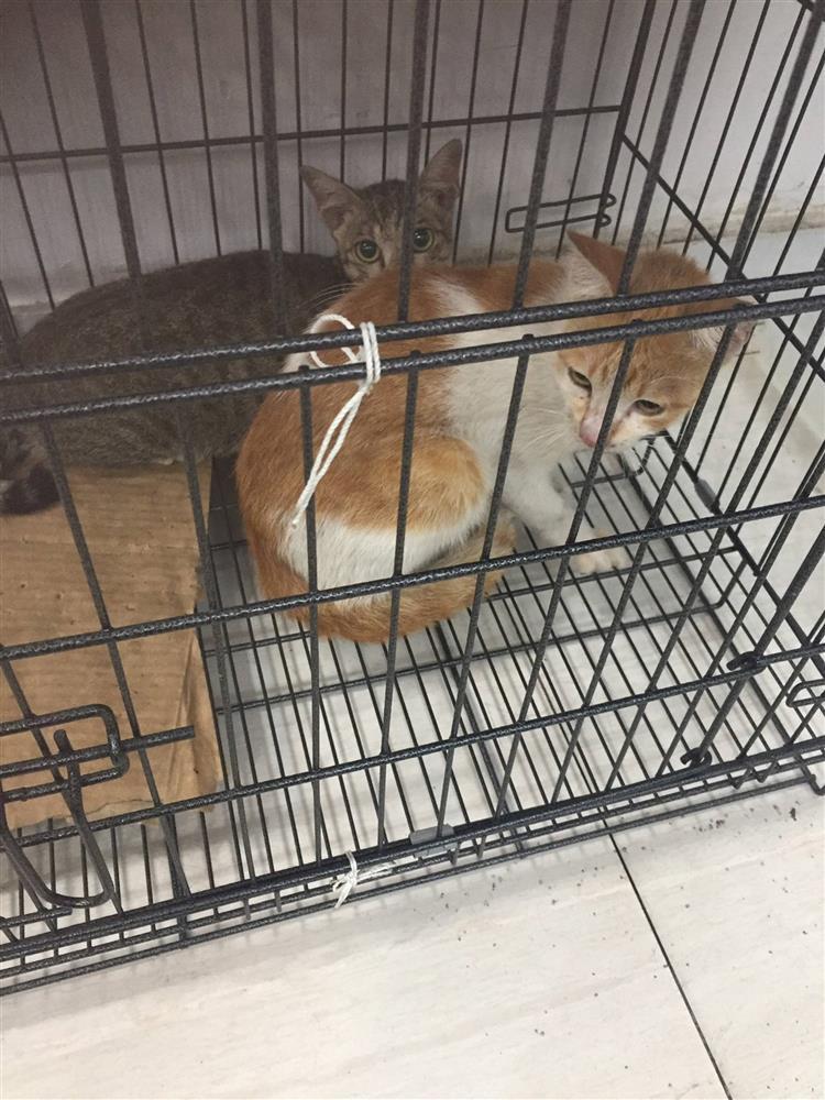 Hàng chục con mèo bị đánh bả ở chung cư quận 1, TP.HCM-5