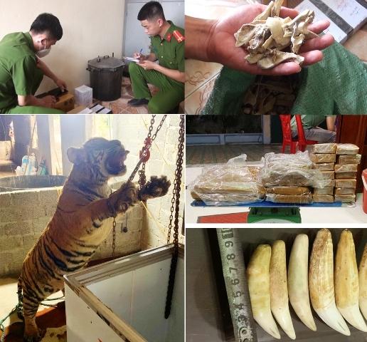 Bắt quả tang cặp vợ chồng mua hổ về chuẩn bị xẻ thịt nấu cao-1