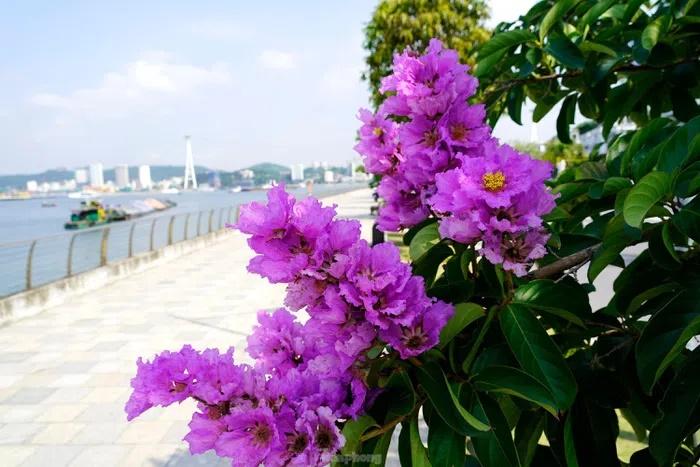 Hoa bằng lăng nhuộm tím phố phường Hạ Long-2